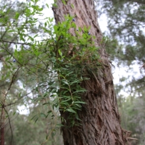 Billardiera fusiformis at Moruya, NSW - suppressed