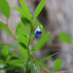 Billardiera fusiformis at Moruya, NSW - suppressed