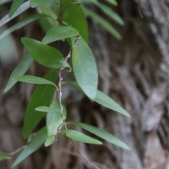 Billardiera fusiformis at Moruya, NSW - suppressed