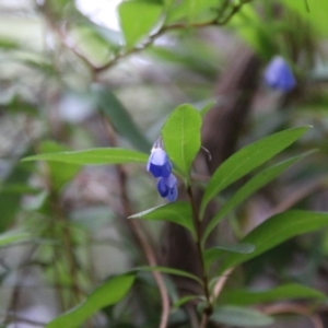 Billardiera fusiformis at Moruya, NSW - suppressed