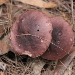 Unidentified Fungus at Moruya, NSW - 7 Jan 2021 by LisaH