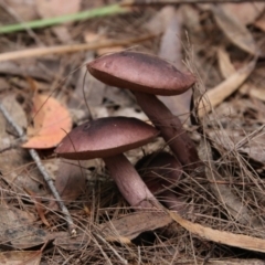 Boletales at Moruya, NSW - suppressed