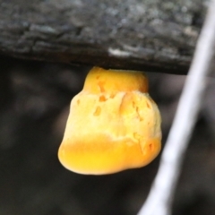 Unverified Fungus by LisaH