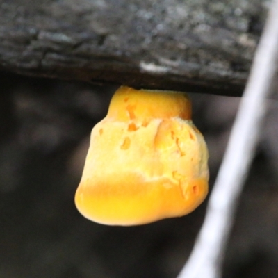 Unidentified Fungus at Moruya, NSW - 7 Jan 2021 by LisaH