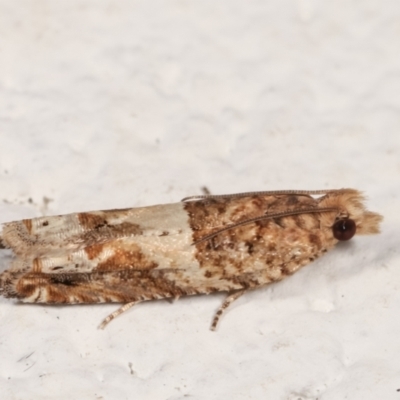 Crocidosema plebejana (Cotton Tipworm Moth) at Melba, ACT - 21 Dec 2020 by kasiaaus