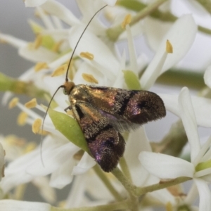 Nemophora (genus) at Hawker, ACT - 6 Jan 2021