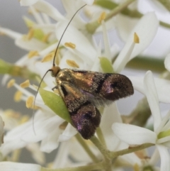 Nemophora (genus) (A Fairy Moth) at Hawker, ACT - 5 Jan 2021 by AlisonMilton