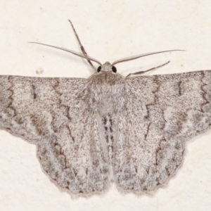 Crypsiphona ocultaria at Melba, ACT - 21 Dec 2020