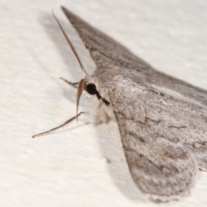 Crypsiphona ocultaria at Melba, ACT - 21 Dec 2020