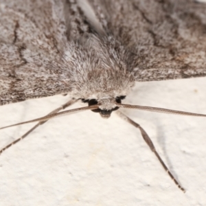 Crypsiphona ocultaria at Melba, ACT - 21 Dec 2020