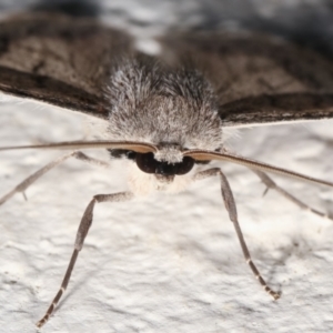 Crypsiphona ocultaria at Melba, ACT - 21 Dec 2020