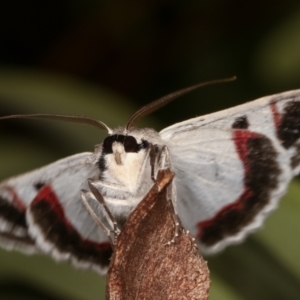 Crypsiphona ocultaria at Melba, ACT - 21 Dec 2020