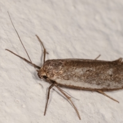 Oecophoridae provisional group 2 at Melba, ACT - 21 Dec 2020