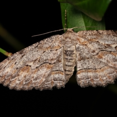 Ectropis (genus) (An engrailed moth) at Melba, ACT - 21 Dec 2020 by kasiaaus