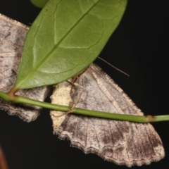 Ectropis (genus) at Melba, ACT - 21 Dec 2020