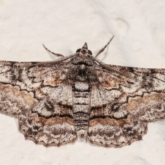 Cleora displicata (A Cleora Bark Moth) at Melba, ACT - 21 Dec 2020 by kasiaaus