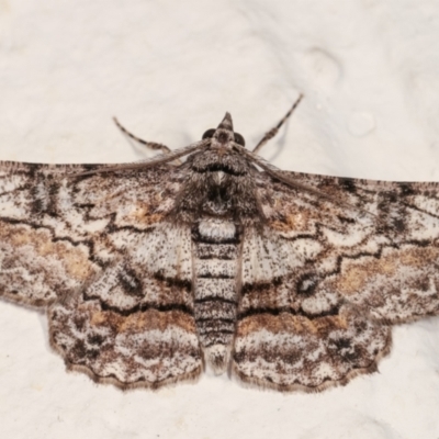 Cleora displicata (A Cleora Bark Moth (Boarmiini) at Melba, ACT - 22 Dec 2020 by kasiaaus