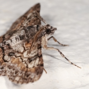 Cleora displicata at Melba, ACT - 22 Dec 2020 12:04 AM