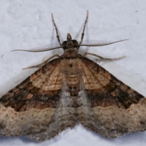 Epyaxa subidaria at Melba, ACT - 21 Dec 2020