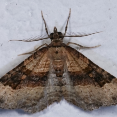 Epyaxa subidaria (Subidaria Moth) at Melba, ACT - 21 Dec 2020 by kasiaaus