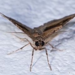 Epyaxa subidaria at Melba, ACT - 21 Dec 2020