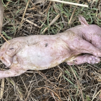 Vombatus ursinus (Common wombat, Bare-nosed Wombat) at Coree, ACT - 7 Jan 2021 by CedricBear