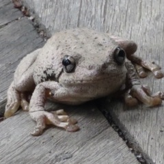 Litoria peronii (Peron's Tree Frog, Emerald Spotted Tree Frog) at Wandella, NSW - 18 Dec 2020 by RobParnell