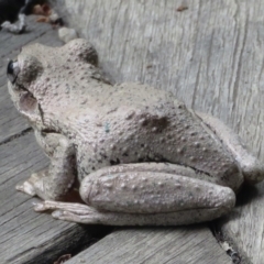 Litoria peronii at Wandella, NSW - 18 Dec 2020