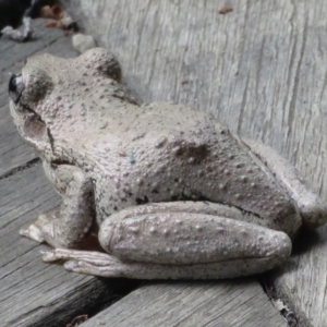 Litoria peronii at Wandella, NSW - 18 Dec 2020