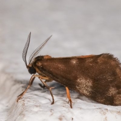 Anestia (genus) (A tiger moth) at Melba, ACT - 22 Dec 2020 by kasiaaus