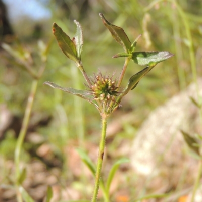 Opercularia hispida (Hairy Stinkweed) at Conder, ACT - 3 Nov 2020 by MichaelBedingfield