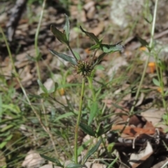 Opercularia hispida at Conder, ACT - 3 Nov 2020