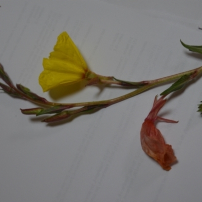 Oenothera stricta subsp. stricta (Common Evening Primrose) at Sutton, NSW - 24 Oct 2020 by natureguy