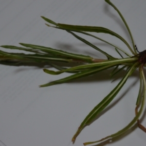 Oenothera stricta subsp. stricta at Sutton, NSW - 24 Oct 2020