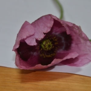 Papaver somniferum at Sutton, NSW - 24 Oct 2020 06:59 PM