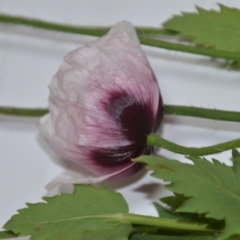 Papaver somniferum (Opium Poppy) at Wamboin, NSW - 24 Oct 2020 by natureguy