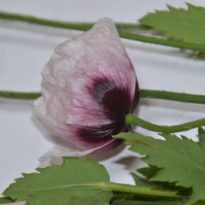 Papaver somniferum (Opium Poppy) at Sutton, Bywong and Wamboin Greenways - 24 Oct 2020 by natureguy