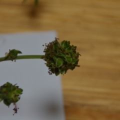 Sanguisorba minor (Salad Burnet, Sheep's Burnet) at Wamboin, NSW - 24 Oct 2020 by natureguy