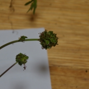 Sanguisorba minor at Wamboin, NSW - 24 Oct 2020