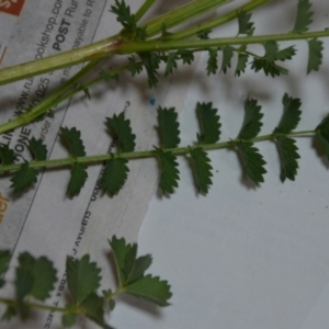 Sanguisorba minor at Wamboin, NSW - 24 Oct 2020