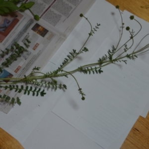 Sanguisorba minor at Wamboin, NSW - 24 Oct 2020