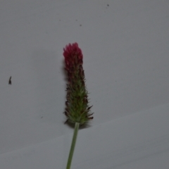 Trifolium incarnatum (Crimson Clover) at Kowen, ACT - 24 Oct 2020 by natureguy