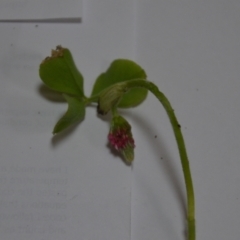 Trifolium incarnatum at Kowen, ACT - 24 Oct 2020