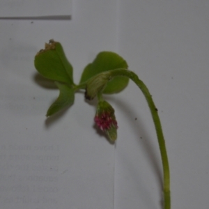 Trifolium incarnatum at Kowen, ACT - 24 Oct 2020
