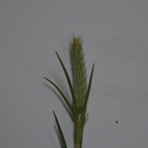 Trifolium angustifolium at Majura, ACT - 24 Oct 2020