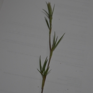 Trifolium angustifolium at Majura, ACT - 24 Oct 2020
