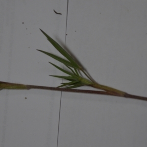 Trifolium angustifolium at Majura, ACT - 24 Oct 2020