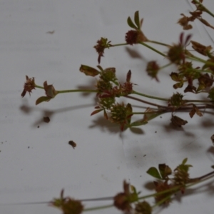 Trifolium glomeratum at Majura, ACT - 24 Oct 2020