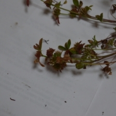 Trifolium glomeratum at Majura, ACT - 24 Oct 2020