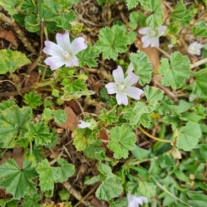 Malva neglecta at Parkes, ACT - 8 Jan 2021